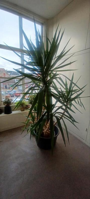 Gratis Yucca...INMIDDELS VERGEVEN