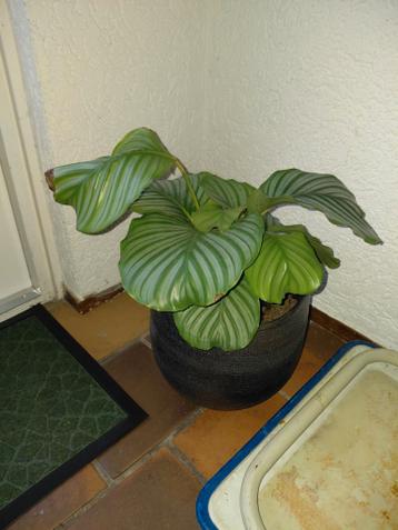 Gratis Plant zonder pot