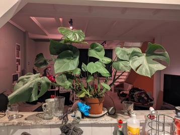 Mooie Monstera Deliciosa Kamerplant