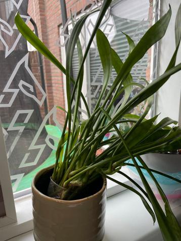 Mooie groene kamerplant gratis af te halen