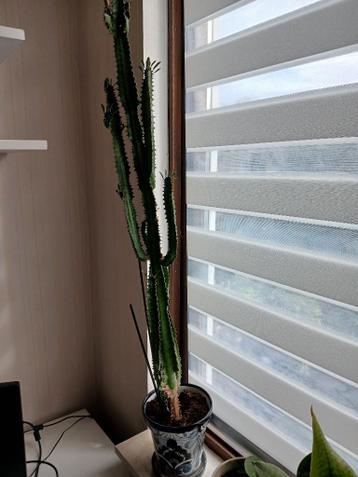 cactus voor de liefhebber