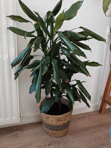 Kamerplant gratis af te halen