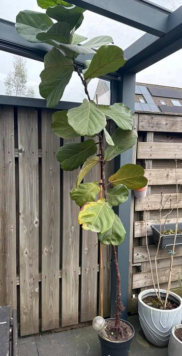 Grote Ficus Lyrata (Vioolbladplant)