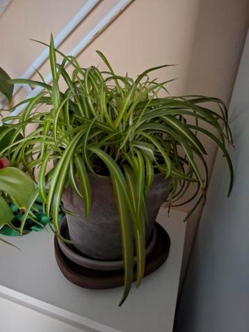 Mooie gras lelie zonder pot gratis