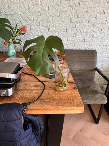 Monstera stekje met goed ontwikkelde wortels