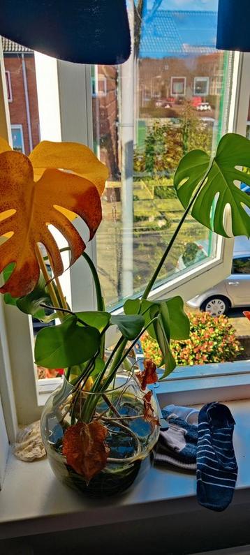 Monstera Deliciosa in vaas gratis