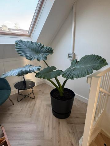Grote Alocasia / olifantsoor