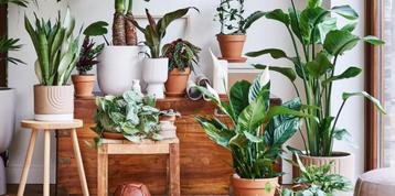 Gratis planten gezocht!!