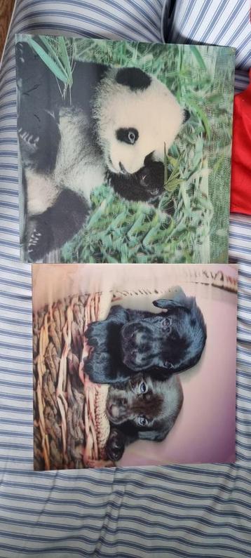 Leuke 3D-afbeeldingen van dieren gratis