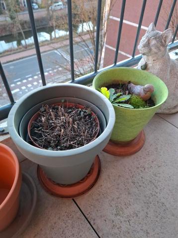 gratis ophalen 1x vaste tuinplant