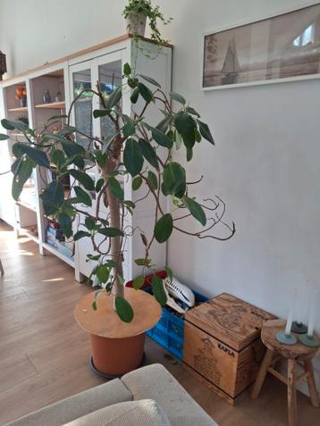 Ficus benjamina gratis