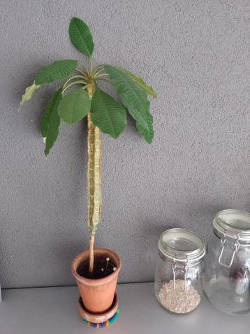 Gratis plantenEuphorbia en Rhipsalis