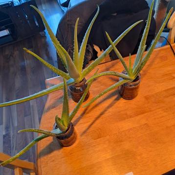 Aloe Vera stekjes – Gratis af te halen