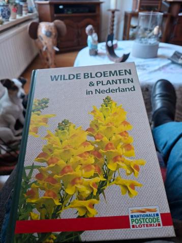 Wilde Bloemen & Planten in Nederland - Natuurgids