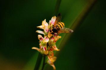 Trouw fotograaf - Gratis!