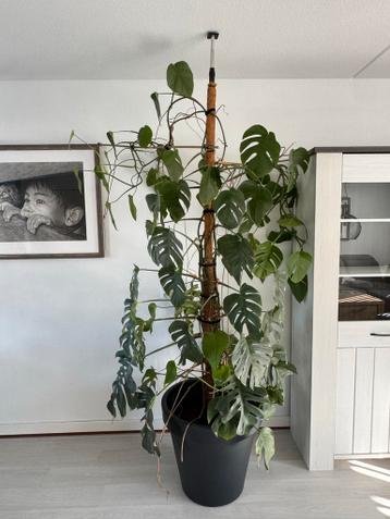 Grote Monstera plant inclusief kunststof pot
