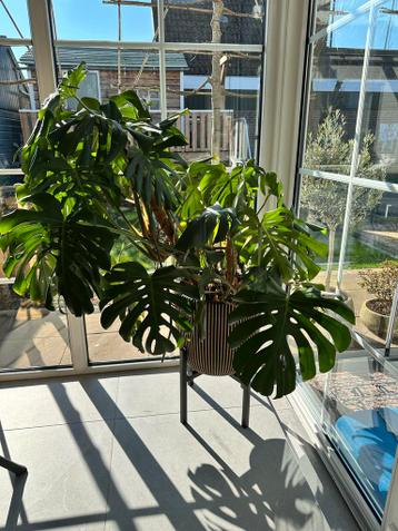 Grote Monstera Deliciosa - Gatenplant zonder pot