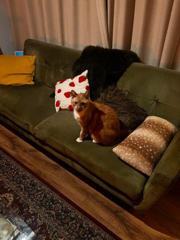 Groene velvet bank - veren voelbaar