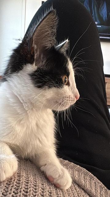 Kater en poes van augustus 2025