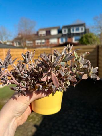 Gratis kamerplanten wegens verhuizing (zonder buitenpot)