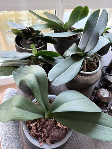 5 orchideeën gratis af te halen (Phalaenopsis)