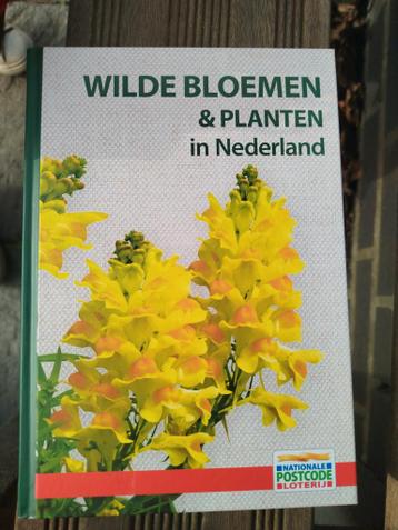 Wilde Bloemen & Planten in Nederland