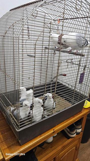 7 duiven van duitsland