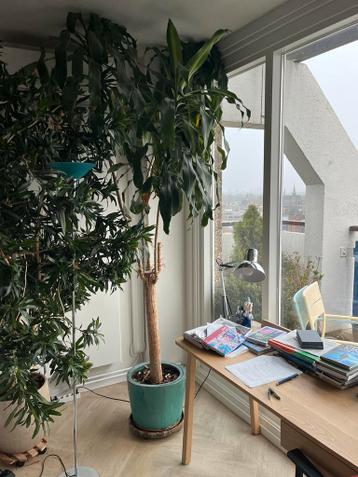 Grote Palm -Ideal voor Woonkamer of Kantoor met hoog plafond