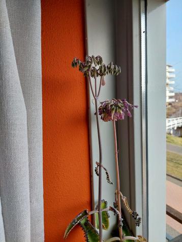 Gratis Mother of Thousand plant + pot