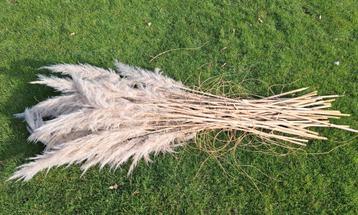 Gratis af te halen pampasgras pluimen