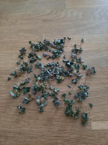 Zaadjes Mother of Thousands