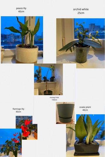 Set van 5 diverse kamerplanten voor elk interieur