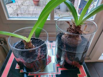 Gratis: 2 amaryllis bollen