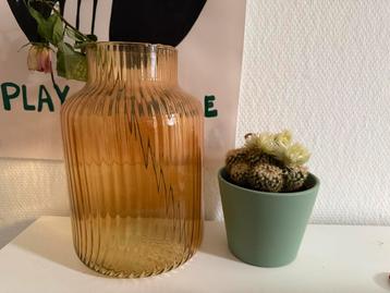 Vaas en kleine cactus