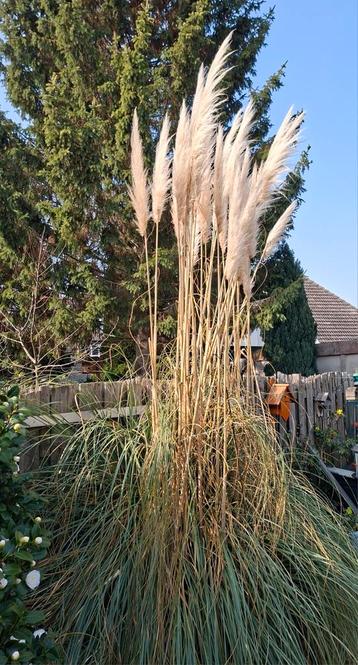 Groot Pampasgras - Decoratief en onderhoudsvriendelijk