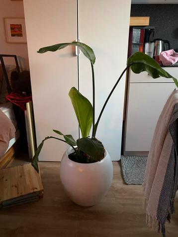 Plant met pot