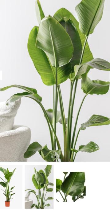 Op zoek naar gratis kamerplanten