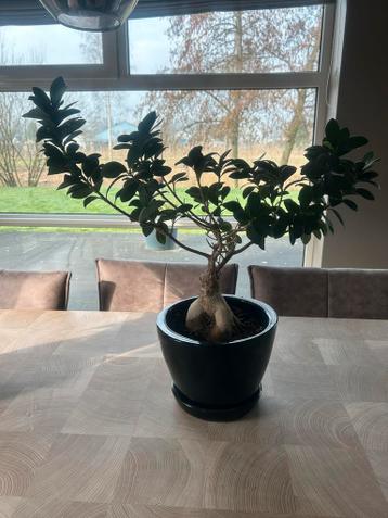 Mooie Ficus plant in zwarte pot
