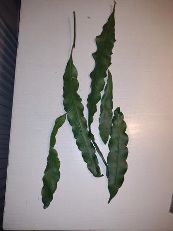 Stekken epiphyllum oxypetalum Koningin van de nacht