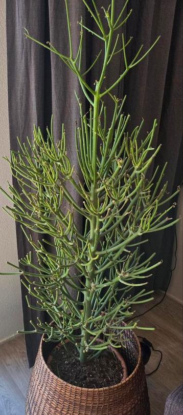 Potloodplant ongeveer 130 cm hoog