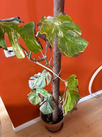 Monstera variegata 9 bladderen zonder pot en paaltje