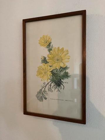 Prent in lijst - Voorjaarsadonis