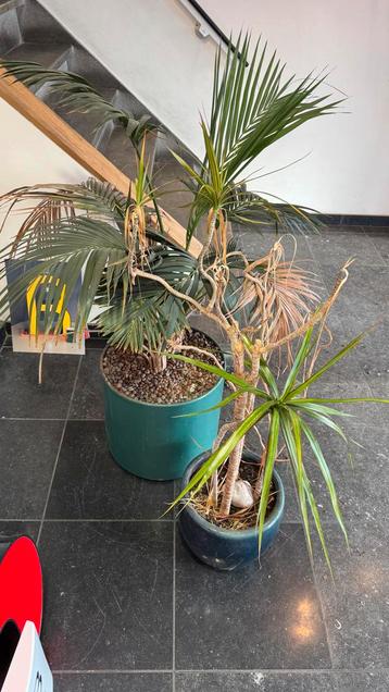 Gratis planten met potten