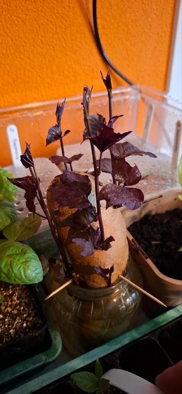Oranje zoete aardappel stekken.