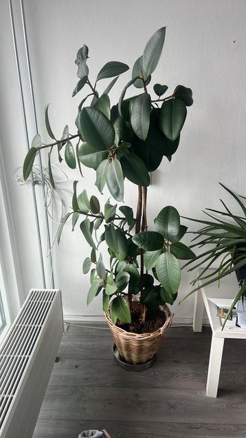 Gratis af te halen huiskamer plant