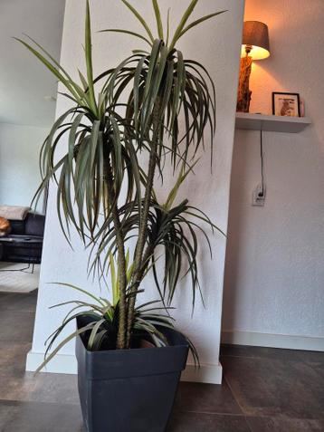 Grote kunstplant 175 cm hoog in zwarte pot, gratis