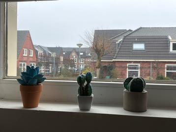 Set van 3 decoratieve cactussen en vetplant