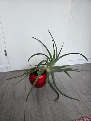 Gratis Aloë Vera plant