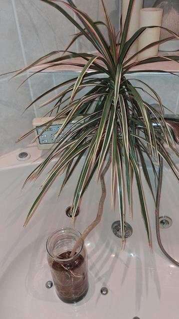 Gratis dracaena marginata