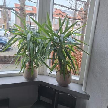 Twee Yucca planten gratis op te halen